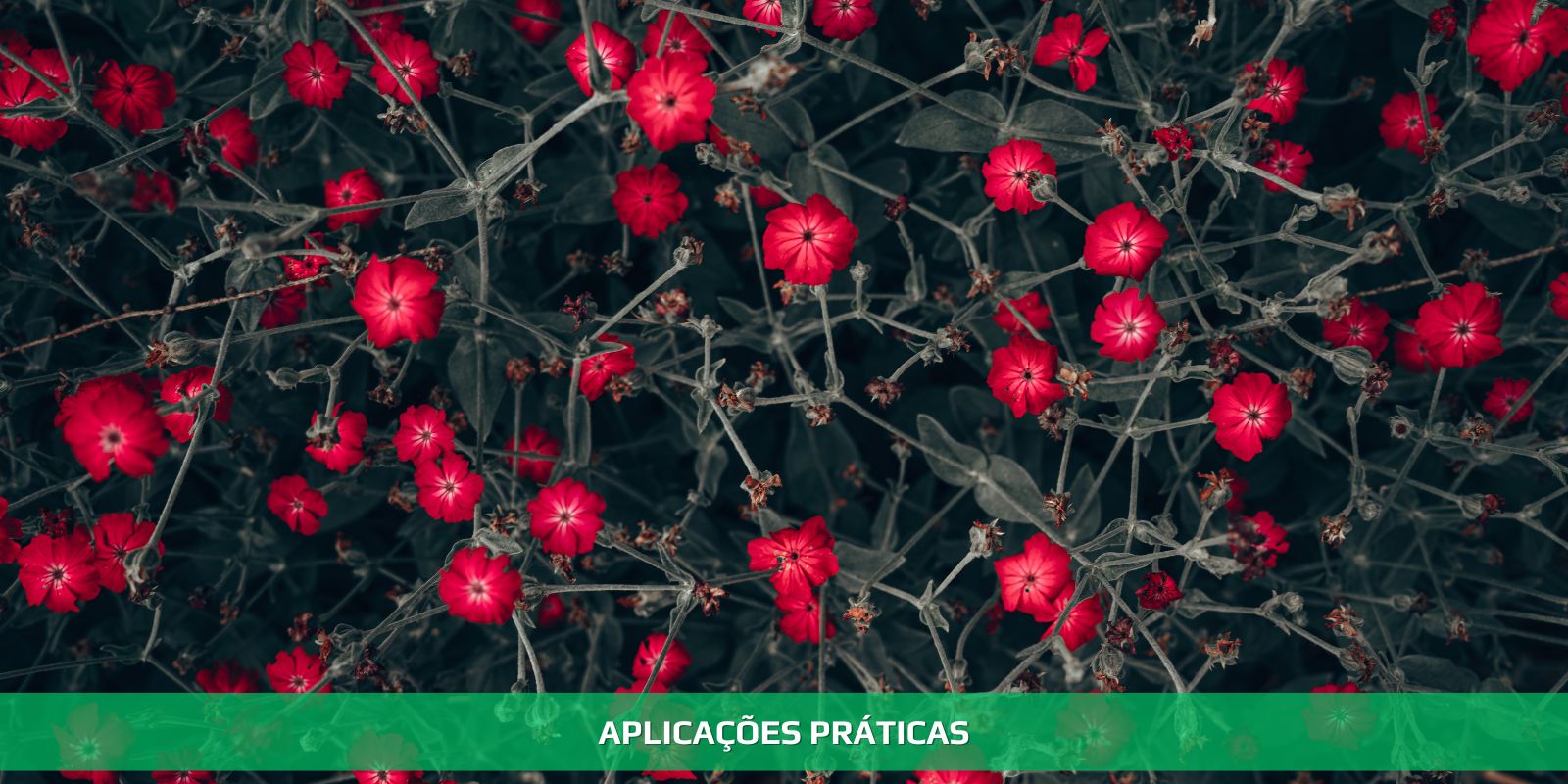 Figura 3 - NEUROCONTABILIDADE. O FUTURO JÁ CHEGOU